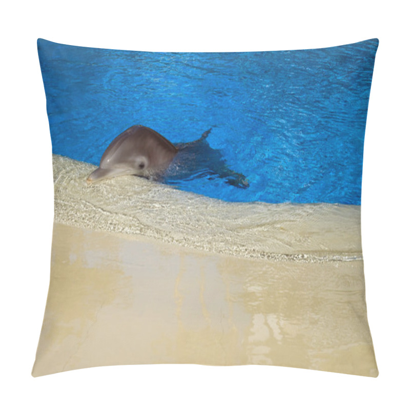 Personality  Dolphin In Captivity Pillow Covers