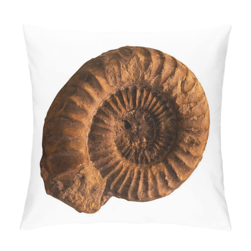 Personality  Ammonites Fossil  On The Whte Background Pillow Covers