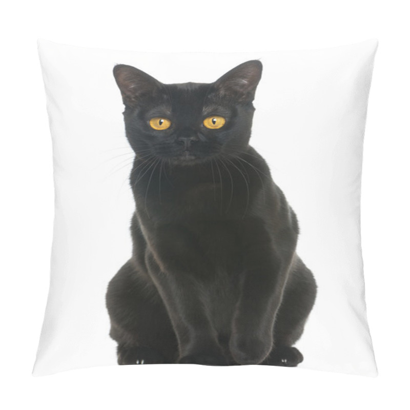 Personality  Bombay Cat Sitting And Looking At The Camera, Isolated On White Pillow Covers