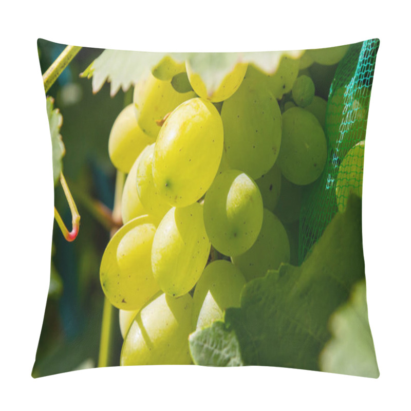 Personality  Fresh Bunch Of White Grapes On The Field. Pillow Covers