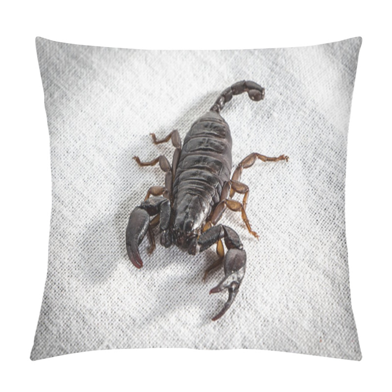 Personality  Image Of The Dark Alive Scorpion Pillow Covers