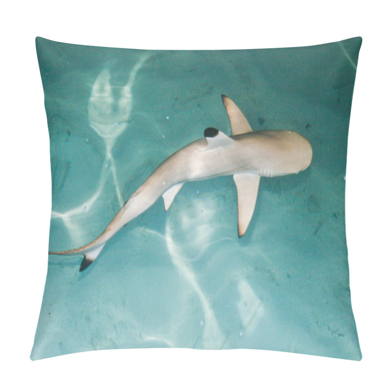 Personality  Marine Life, Shark Fish  Pillow Covers