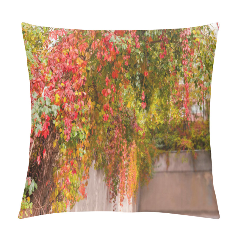 Personality  Various Climbing Plants And Trees Branches With Bright Autumn Leaves Hanging Over The Concrete Retaining Wall, Selective Focus, Background Pillow Covers