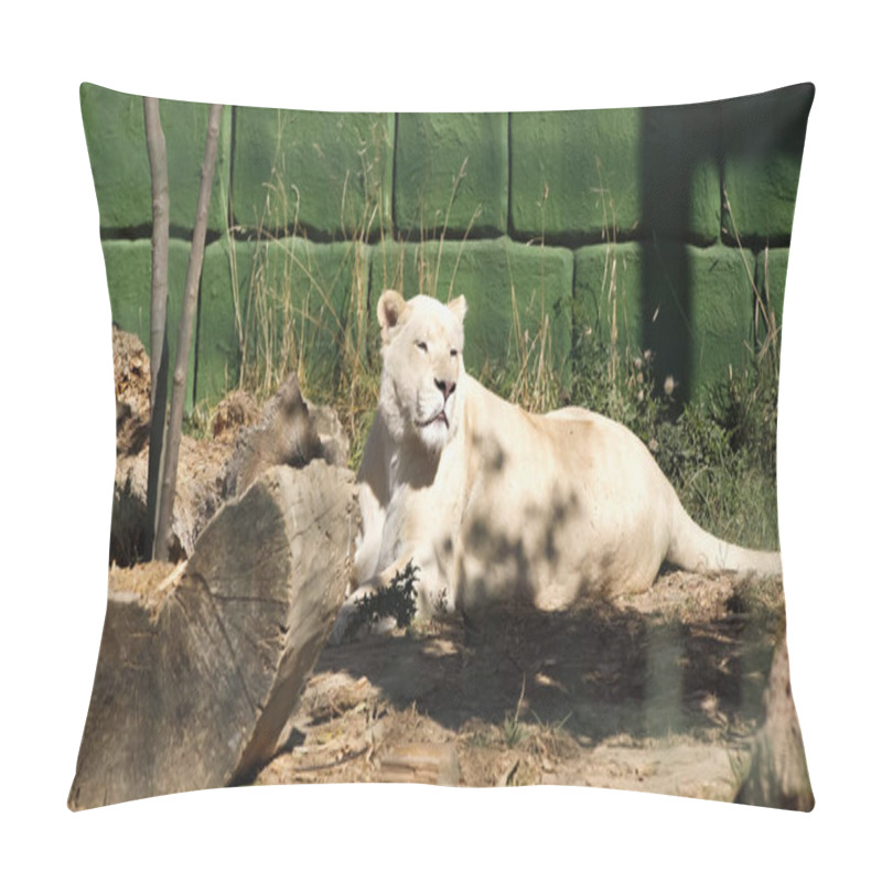 Personality  Wild Lioness Lying Near Green Wall And Plants In Zoo Pillow Covers