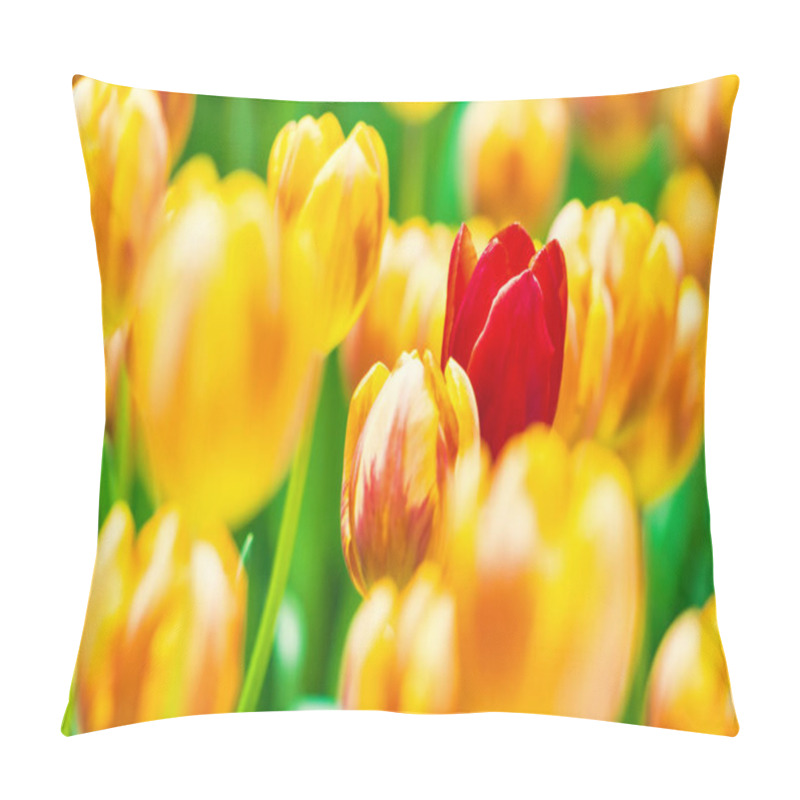 Personality  Yellow And Orange Tulips Blooming Brightly In A Lush Garden Surrounded By Green Leaves, Showcasing The Vibrant Beauty Of Spring. Pillow Covers