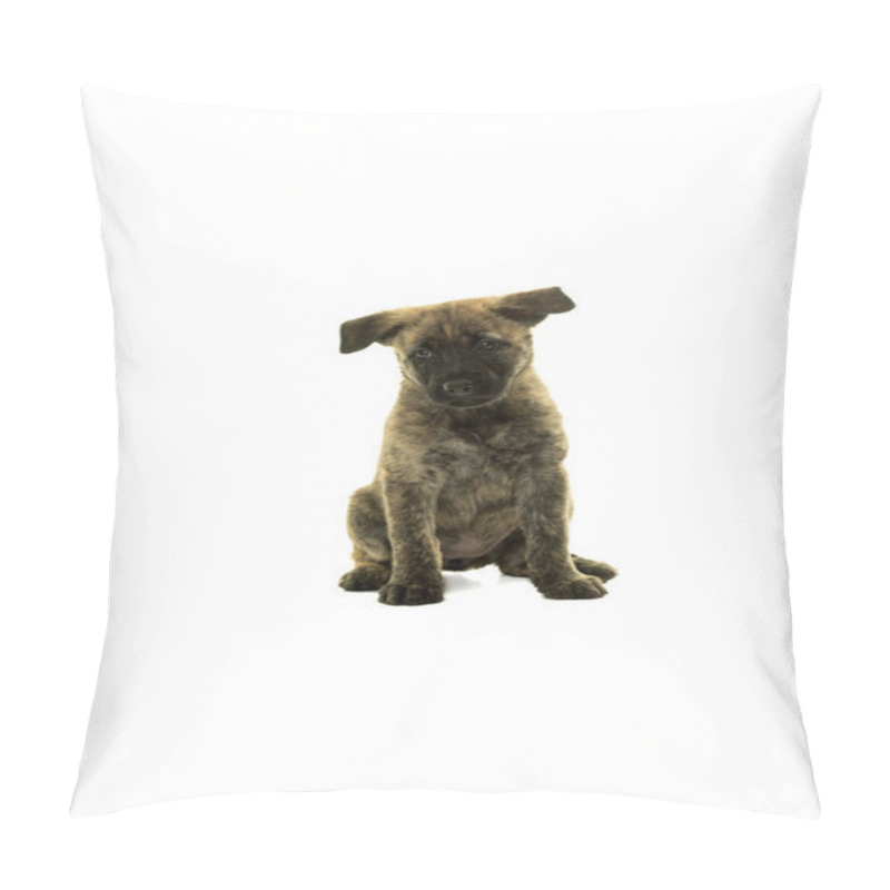 Personality  Cute Dutch Wire-haired Shepherd Puppy Sitting Facing Camera Isol Pillow Covers