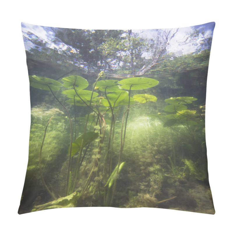 Personality  Beautiful Yellow Water Lily (nuphar Lutea) In The Clear Pound. Underwater Shot In The Lake. Nature Habitat. Pillow Covers