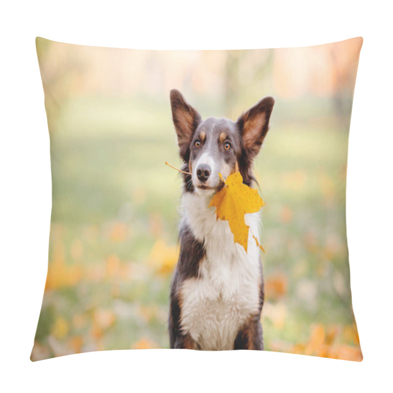 Personality  Border Collie Dog With Toy. Dog Holding Autumn Leaf In The Mouth. Autumn Concept. Autumn Leaves. Fall Season Pillow Covers