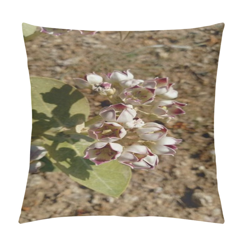 Personality  Calotropis Procera Sapling Plant, Apple Of Sodom, Aak, Madar, Or Giant Milkweed Plants And Flowers In A Hilly Or Mountain Area Pillow Covers