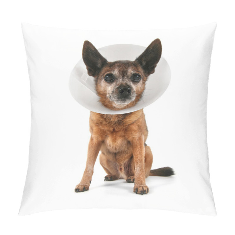 Personality  Chihuahua Wearing Cone Of Shame Pillow Covers