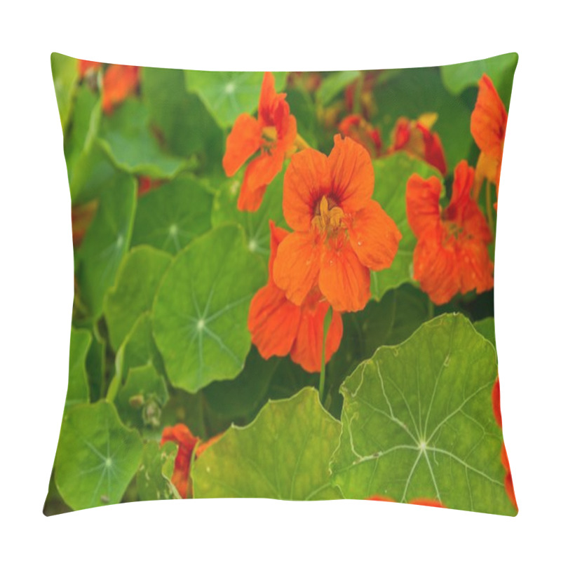 Personality  Beautiful Nasturtium Flowers Growing And Blooming In Garden Pillow Covers