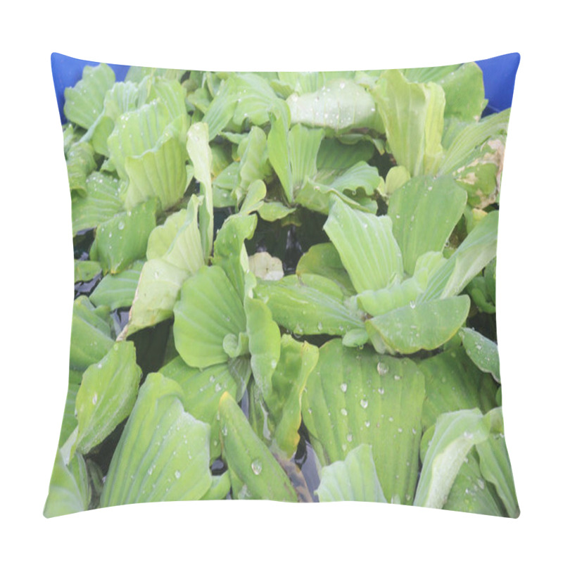 Personality  Water Lettuce Plant On Water.It Is Often Used In Tropical Aquariums To Provide Cover For Fry And Small Fish. It Has Medicinal Properties And Can Be Used As Fodder For Cattle And Pigs Pillow Covers