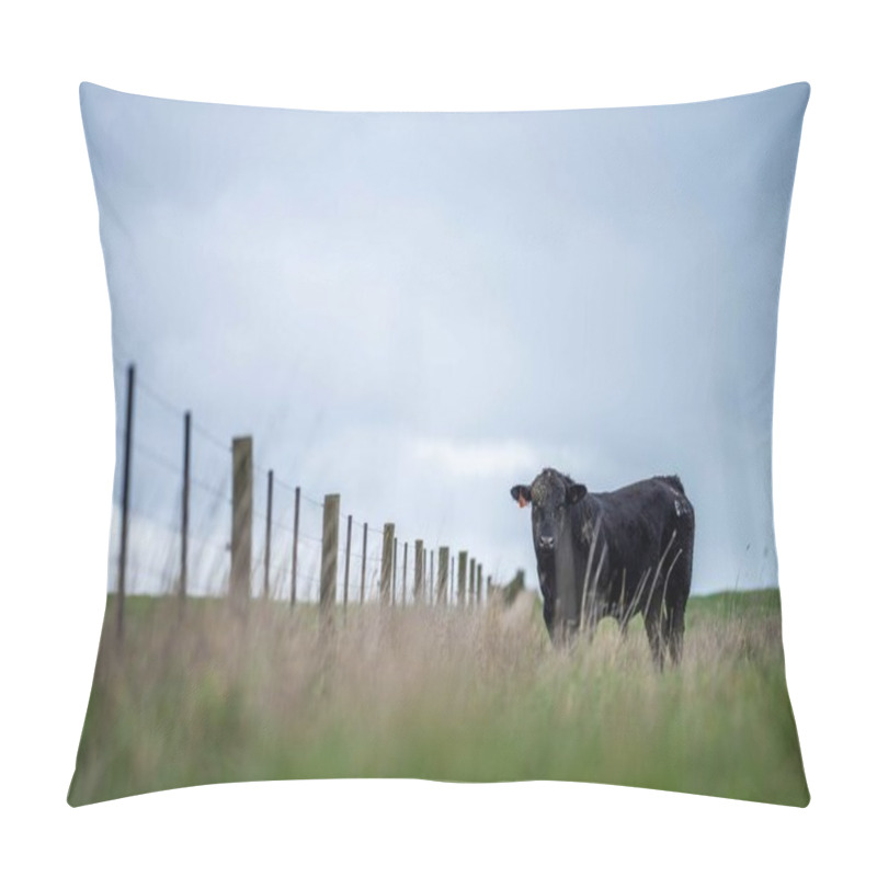 Personality  Stud Beef Cows And Bulls Grazing On Green Grass In Australia, Breeds Include Speckled Park, Murray Grey, Angus And Brangus. Pillow Covers