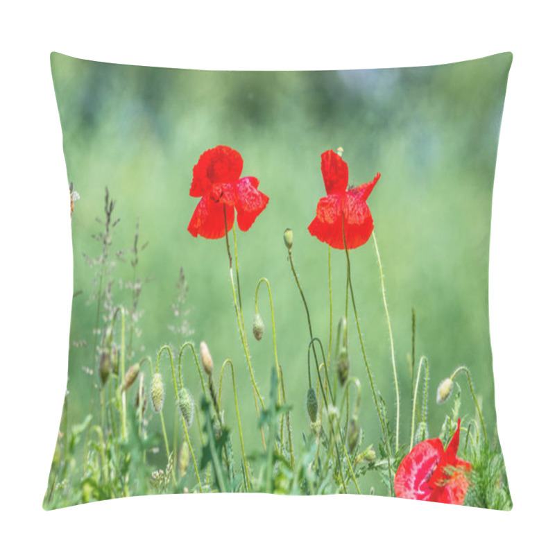 Personality  Many Beautiful Red Flowers, Poppies On A Beautiful Green Background. Other Names Are Papaver Rhoeas, Common Poppy, Corn Poppy, Corn Rose. Pillow Covers