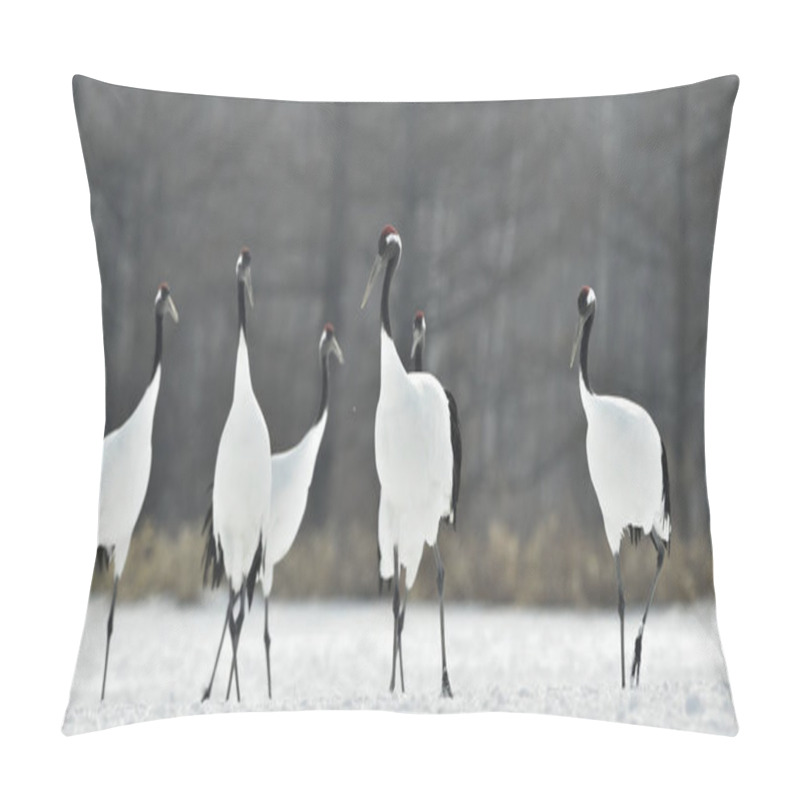 Personality  The Ritual Marriage Dance Of Cranes. The Red-crowned Cranes. Scientific Name: Grus Japonensis, Also Called The Japanese Crane Or Manchurian Crane, Is A Large East Asian Crane. Pillow Covers