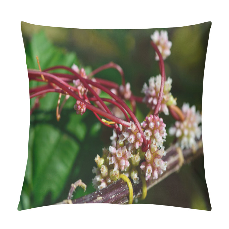 Personality  Common Dodder (Cuscuta Epithymum) Pillow Covers