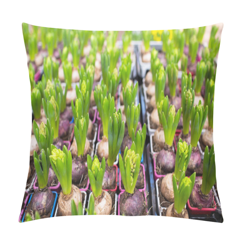 Personality  Close Up Of Hyacinths Seedlings At Greenhouse Pillow Covers