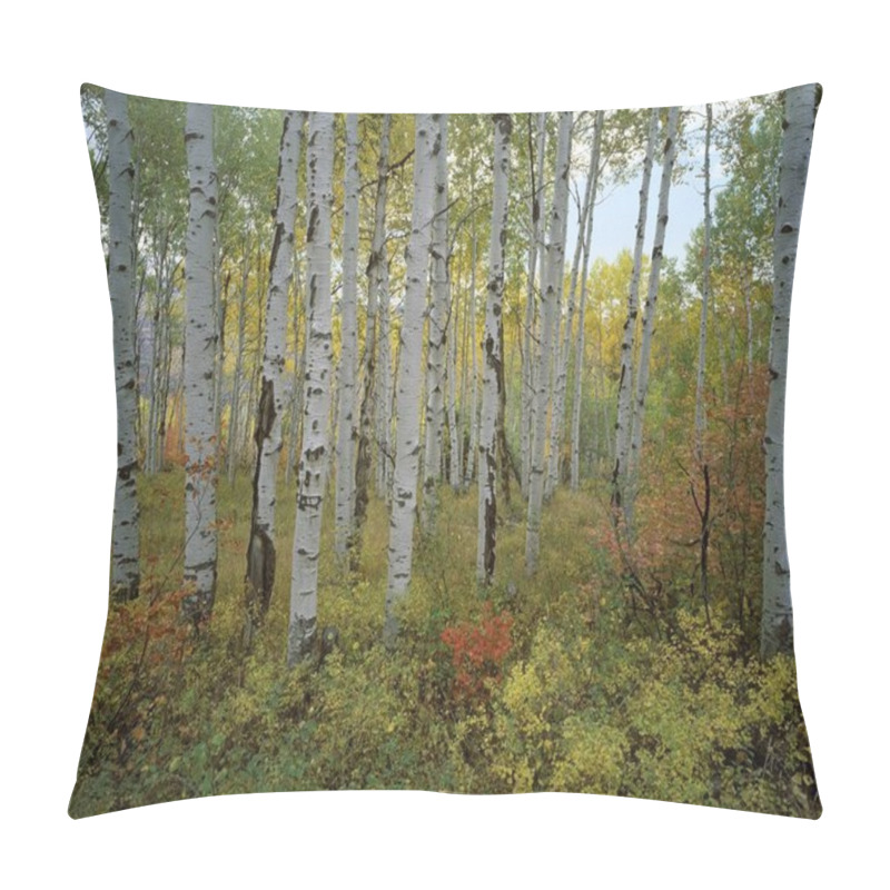 Personality  USA Utah Wasatch Range Aspen Grove Sundance Alpine Loop Autumn , Fall Foliage Pillow Covers