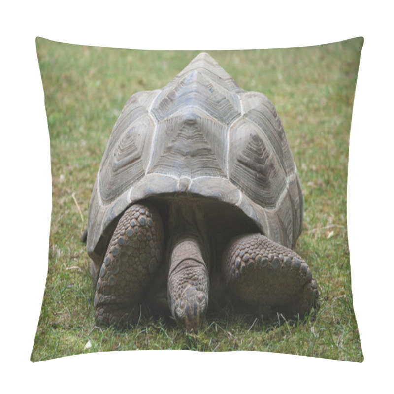 Personality  Aldabra Giant Tortoise (Aldabrachelys Gigantea). Pillow Covers