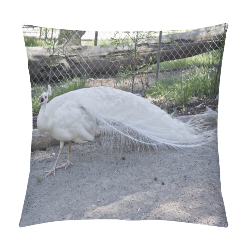 Personality  The Male Albino Peacock Has Long Tail Feathers Pillow Covers