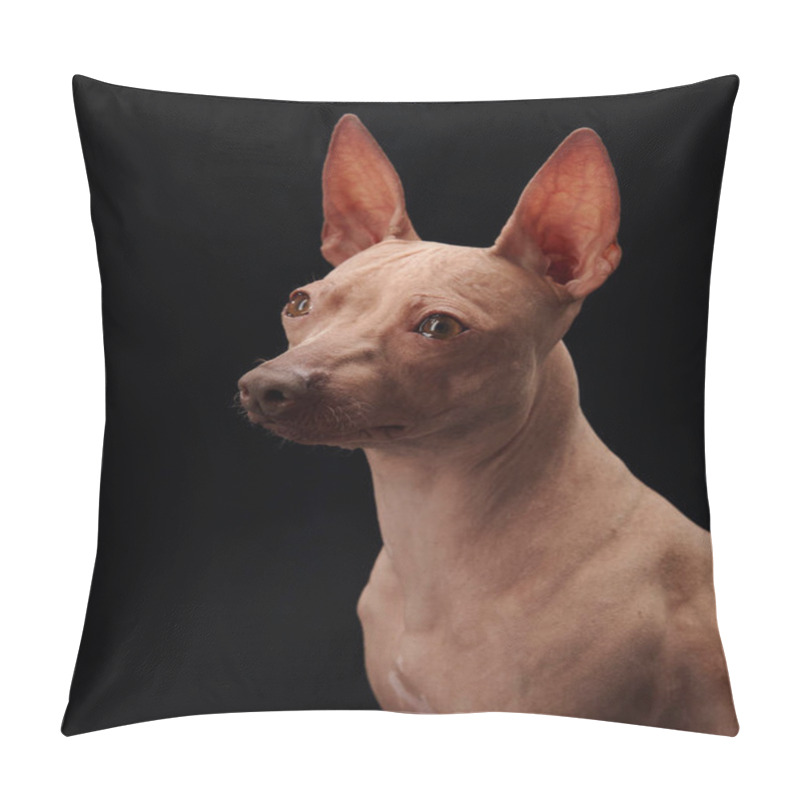 Personality  An American Hairless Terrier Dog Looks To The Side Against A Black Background In A Studio Setting. Pillow Covers