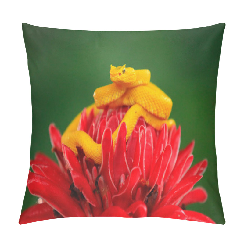 Personality  Poison Dangerous Viper Snake From Costa Rica. Pillow Covers