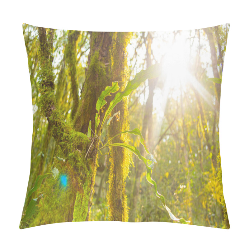 Personality  Mosses In A Tropical Forest In Brazil. Pillow Covers