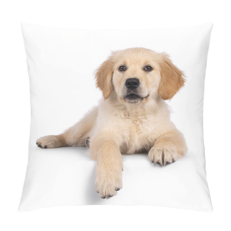 Personality  Adorable 3 Months Old Golden Retriever Pup, Laying Down Facing Front On Edge. Looking Towards Camera With Dark Brown Eyes. Isolated On A White Background. Pillow Covers