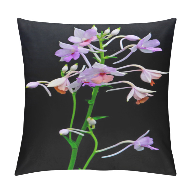 Personality  Calanthe Sylvatica Pillow Covers