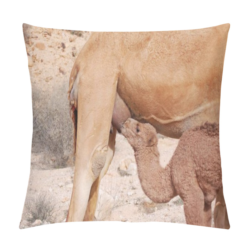 Personality  Horse In The Desert Pillow Covers