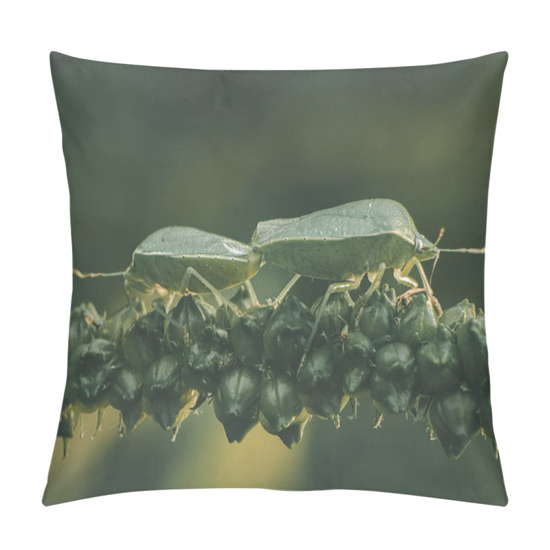 Personality  Green Stink Bug Mating On Echinochloa Esculenta. Pillow Covers