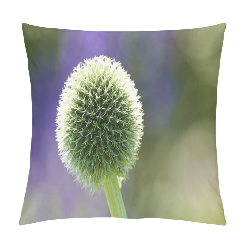 Personality  Globe Thistle Flowers. Blue Globe Thistle Flowers, Known As Echinops And Stalwart Perennial. Latin Echinops Exaltatus Pillow Covers