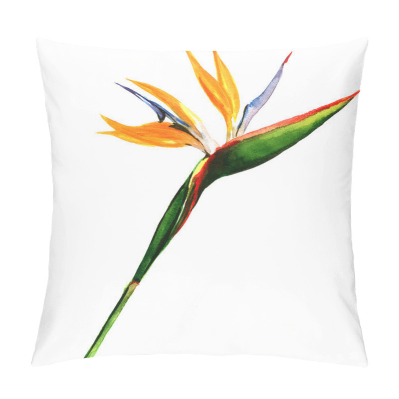 Personality  Strelitzia, Bird Of Paradise Flower Isolated, Botanical Illustration Pillow Covers