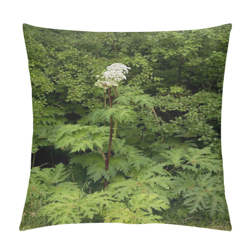 Personality  Heracleum Mantegazzianum Pillow Covers