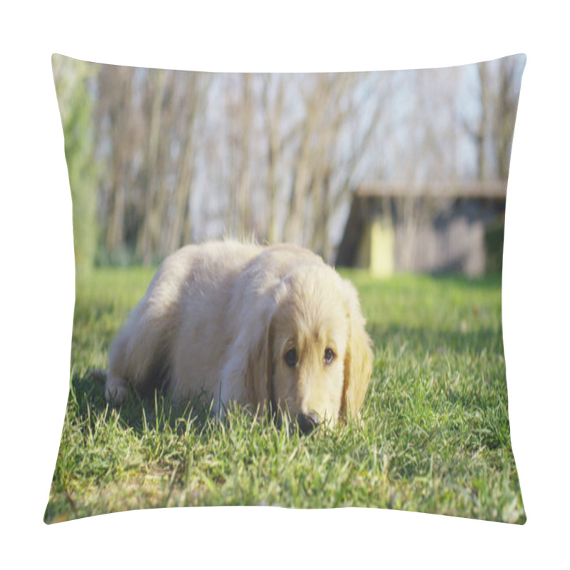 Personality  Portrait Of A Beautiful Puppy Of Golden Retriever Dog With A Pedigree And A Good Coat Just Brushed.The Dog Purebred Is Surrounded By Greenery And Looks Camera.Concept Beauty, Softness, Pedigree,puppy Pillow Covers