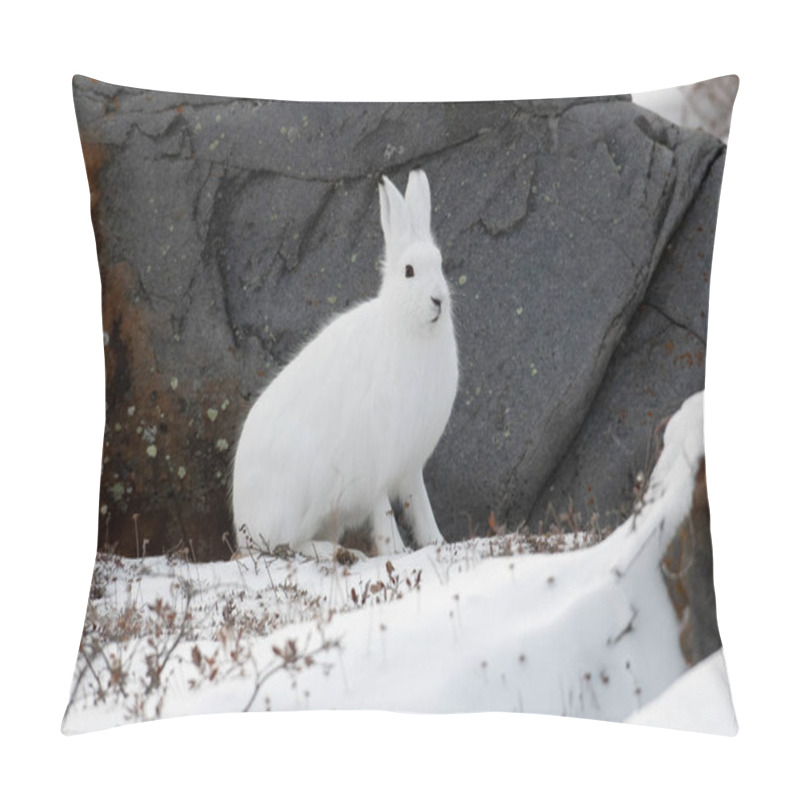 Personality  Arctic Hare Sitting By A Rock While Being Altert To A Fox In The Area Just Outside Of Churchill, Manitoba Pillow Covers