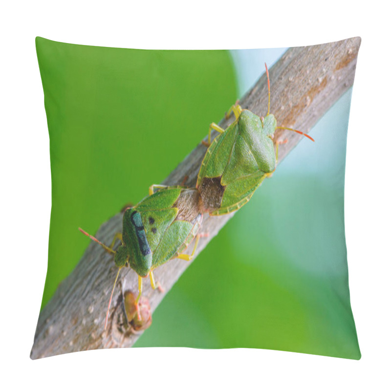 Personality  Two Green Bedbugs On A Tree Branch In Early Spring. Pillow Covers