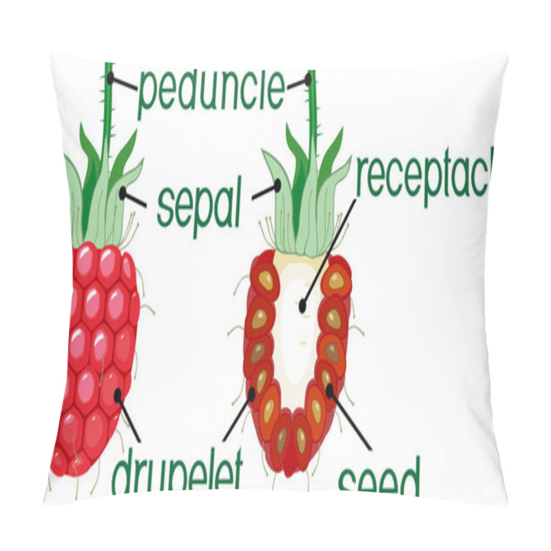 Personality  Internal And External Structure Of Raspberry Aggregate Fruit Pillow Covers