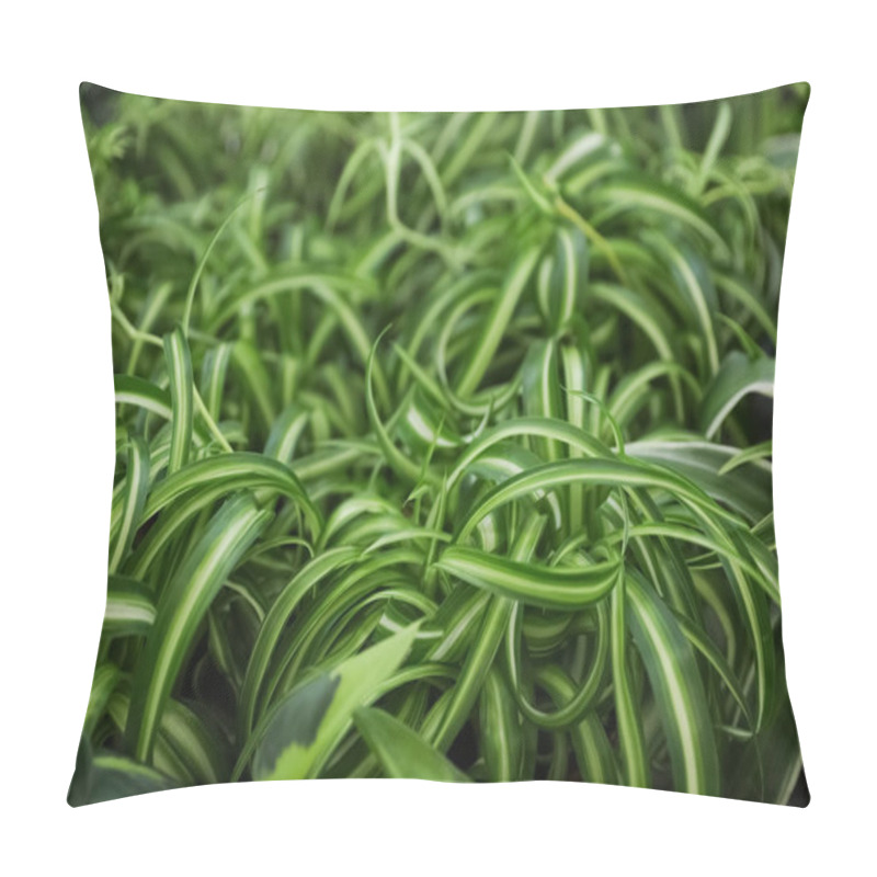 Personality  Beautiful Plant With Green Leaves In Floral Shop, Closeup Pillow Covers