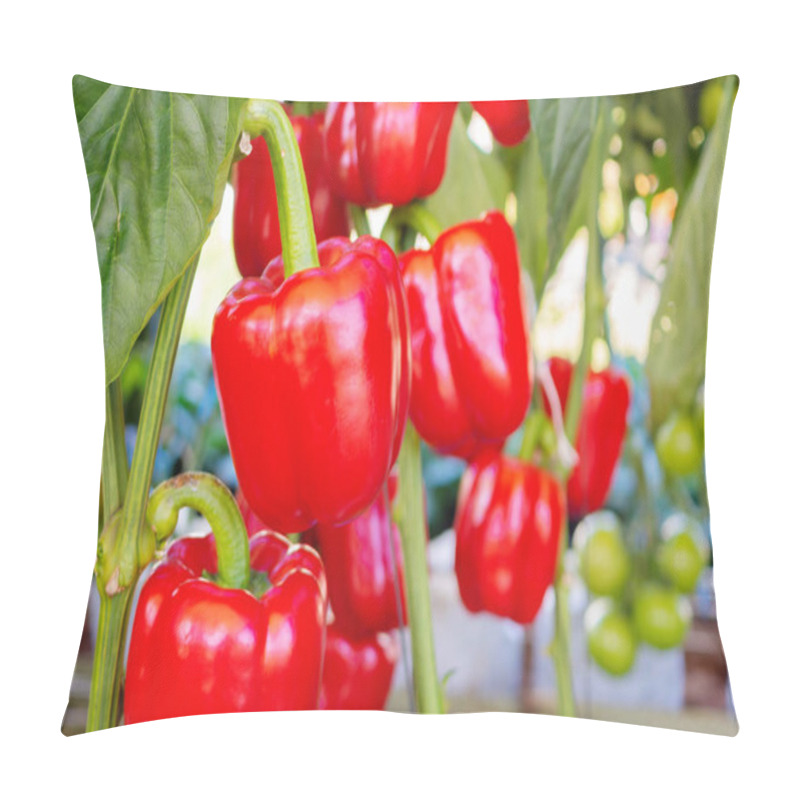 Personality  Red Bell Pepper Plant Growing In Organic Garden Pillow Covers