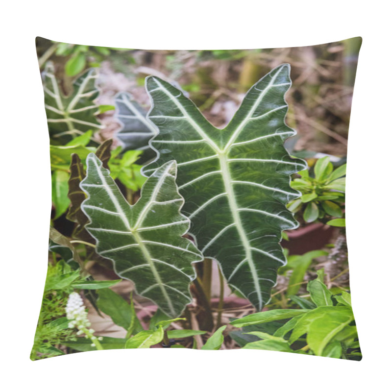 Personality  Alocasia Amazonica Sanderiana In The Garden. Pillow Covers