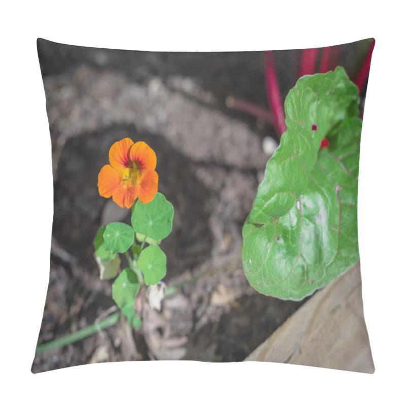 Personality  Blossom Orange Nasturtium Flower And Swiss Chard Bush At Garden Bed Near Dallas, Texas, America Pillow Covers