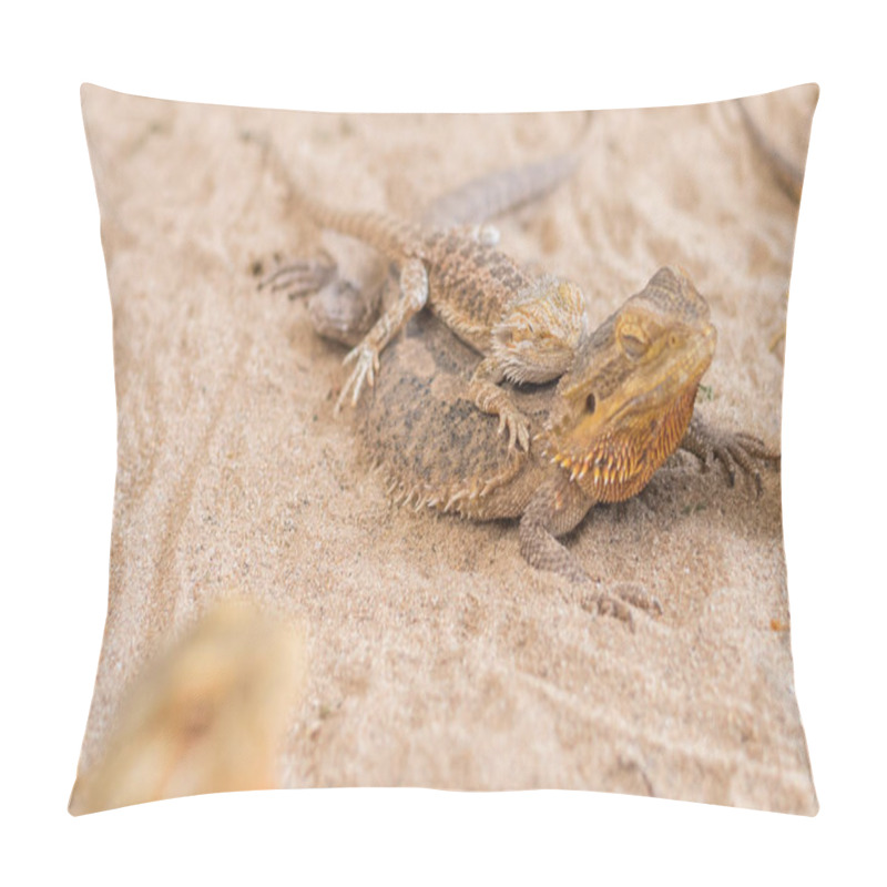 Personality  Image Of Baby Bearded Dragon (Pogona Vitticeps) Sleep On Back Of Mother. Pillow Covers