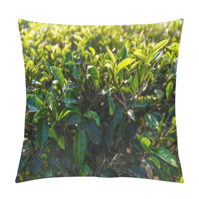 Personality  Bush Pillow Covers