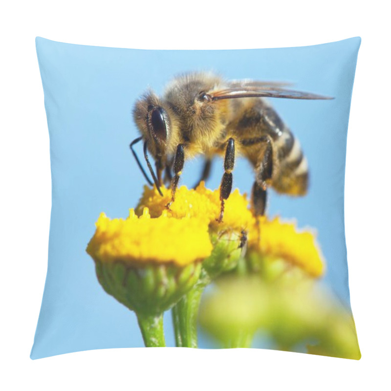 Personality  Detail Of Bee Or Honeybee In Latin Apis Mellifera, European Or Western Honey Bee Pollinated Of Yellow Flower Isolated On Blue Sky Background Pillow Covers