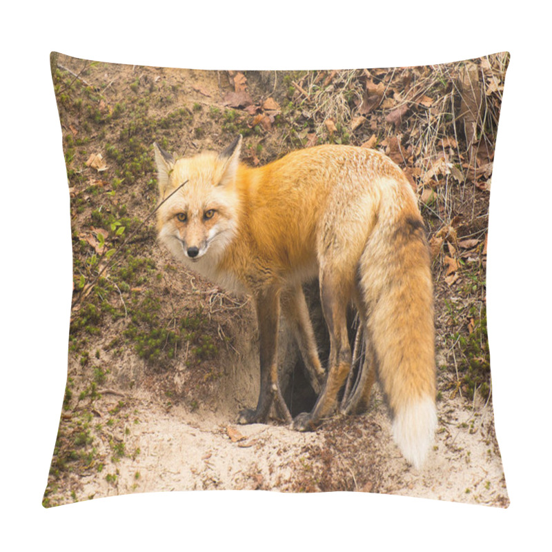 Personality  Fox Red Fox Animal  Close-up Profile View On A Rock In The Forest With Blur Background Its Surrounding And Environment, Displaying Its Fur, Head, Eyes, Ears, Nose, Paws, Bushy Tail. Pillow Covers