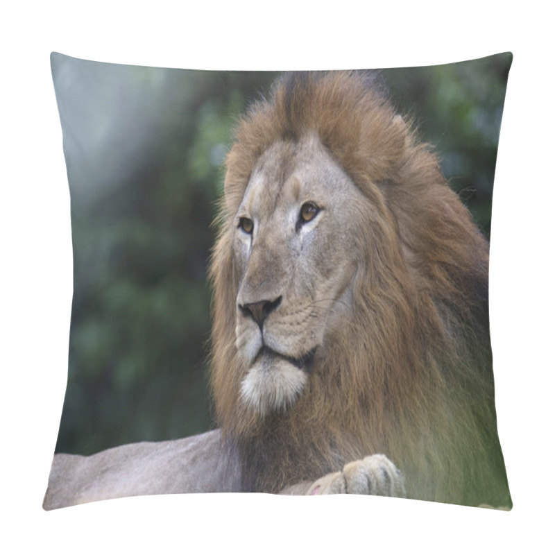 Personality  King Of The Jungle, Asiatic Lion, Panthera Leo Leo, Singapore Zoo, Singapore. Pillow Covers