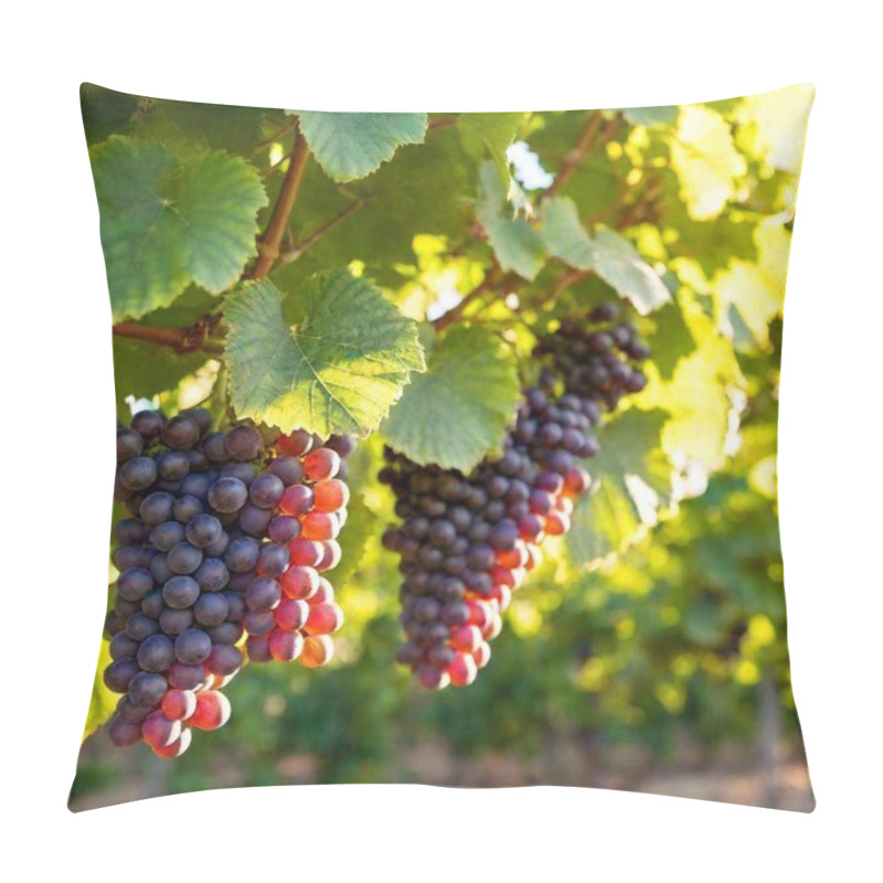 Personality  A High-resolution Ultrarealistic Image Captures Lush Green And Slightly Yellowed Vineyard Leaves And Clusters Of Plump Purple Grapes Hanging From A Sturdy Vine. It Showcases The Vineyards Extending Into The Blurred Background Under A Golden, Sunlit Pillow Covers