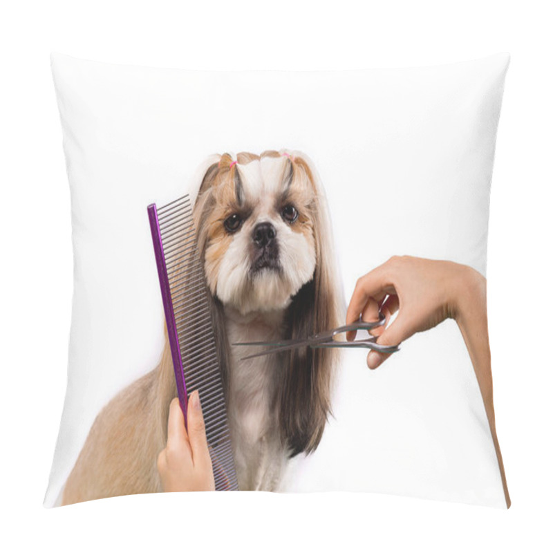 Personality  Beautiful Shih-tzu Dog At The Groomer's Hands With Comb. Pillow Covers