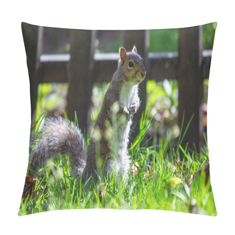 Personality  A Grey Squirrel In The National Botanic Gardens Of Dublin, Feeding On Seeds And Nuts. Pillow Covers